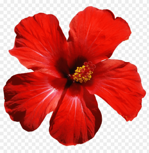 red flowers download image - hibiscus flower Isolated Subject with Transparent PNG