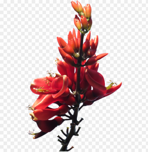 red flowers pic - australian native plants background PNG transparent images mega collection