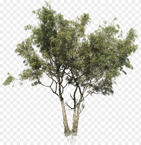 red - multi stem tree HD transparent PNG