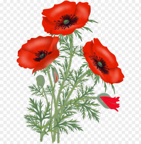 red poppies poppy flowers flower pictures flower - red poppy flower Isolated Element in HighQuality PNG