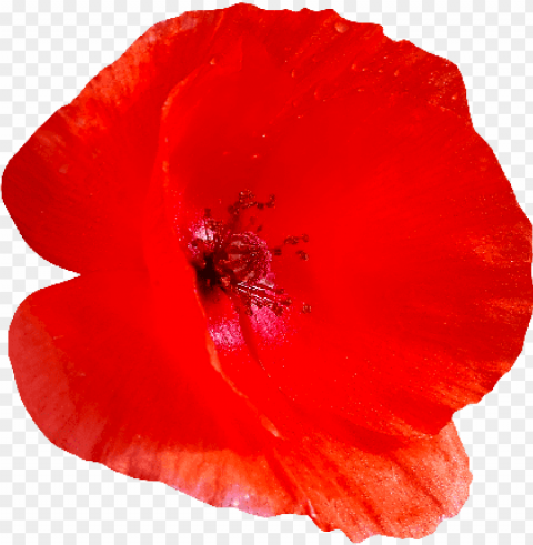 red poppy flower PNG for online use PNG transparent with Clear Background ID e9b15171