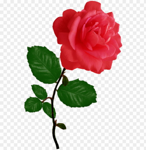 red red rose clipart - rose clipart Isolated Artwork on Transparent PNG