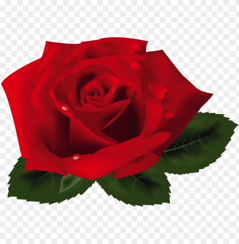 red rose Free PNG images with alpha channel PNG transparent with Clear Background ID 3bf311ba