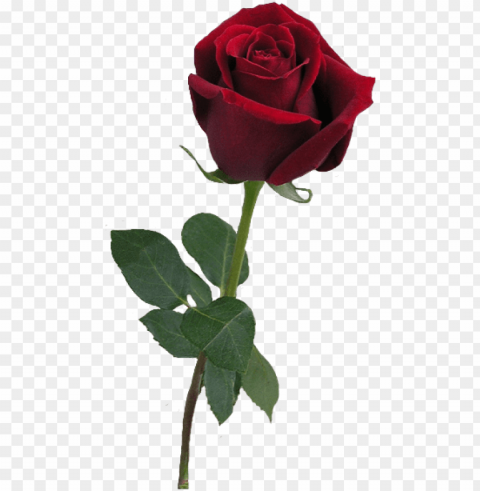 red rose bud clipart - rose realistic Isolated Graphic on Transparent PNG