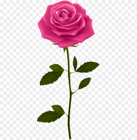 red rose petals download - pink rose with stem Transparent PNG Isolated Element with Clarity