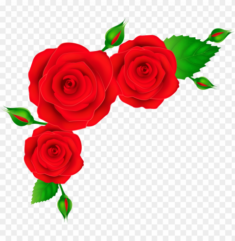 red roses corner clip art image Free PNG images with transparent backgrounds