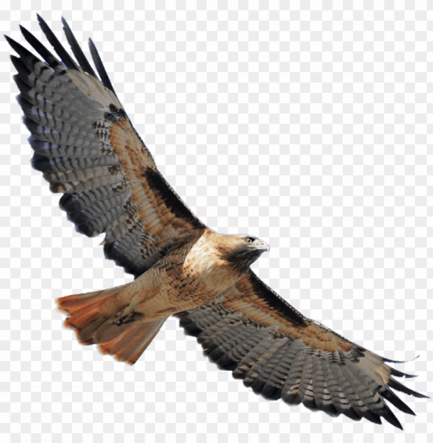 red shouldered hawk banner stock - red tailed hawk Transparent PNG graphics complete archive