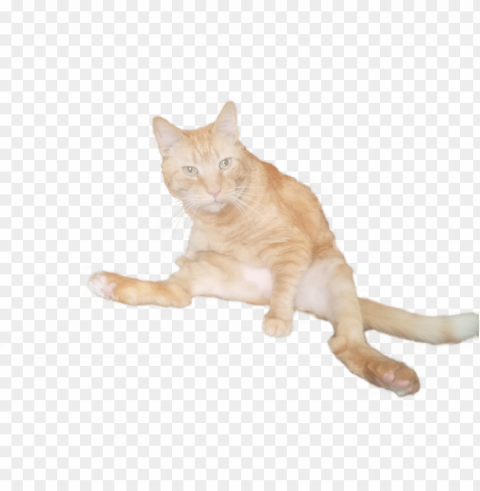 reddit funny animals pictures and cliparts download - cat cutout High-quality transparent PNG images