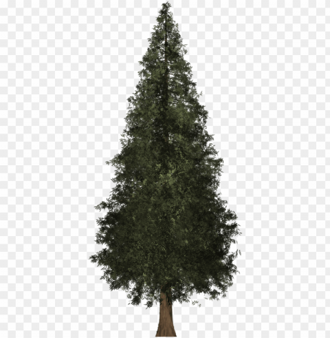 redwood tree image freeuse - fir tree 3d model Transparent PNG images for graphic design