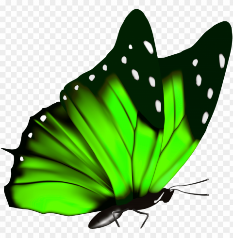 reen butterfly clipart image Transparent PNG graphics complete collection