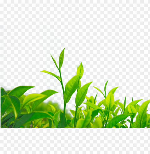 reen chrysanthemum leaf camellia - green tea bushes PNG images without subscription PNG transparent with Clear Background ID c529f08b