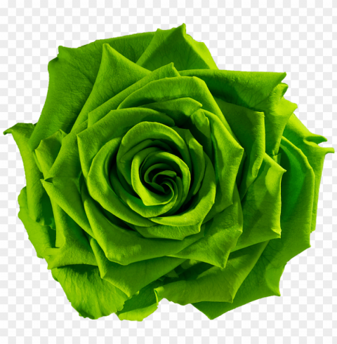reen flower download green flower download - green rose flower HighQuality Transparent PNG Isolated Graphic Design