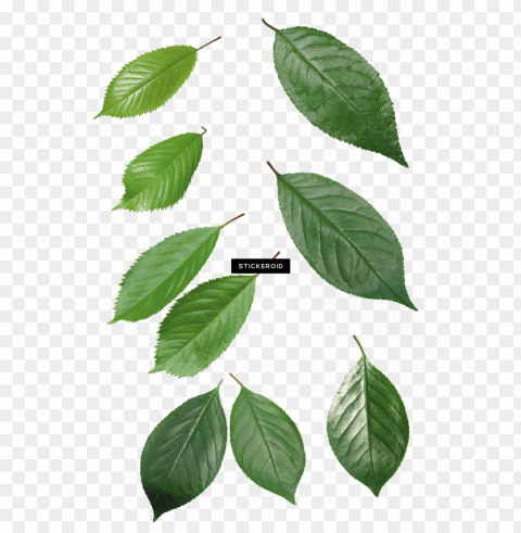 reen leaf leaves - transparent background green leaf Isolated Element on HighQuality PNG