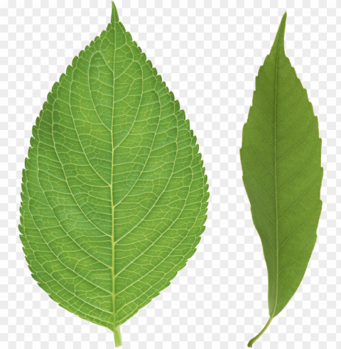 reen leaf - tree leaves Isolated Character in Clear Background PNG