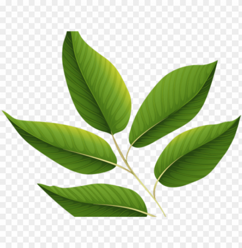 reen leaves clipart jungle leaf - green leaf background PNG transparent elements complete package