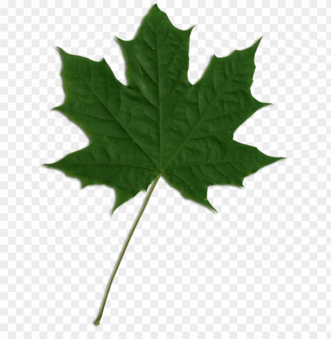 reen maple leaf jpg royalty free download - maple leaf gree Isolated Subject in HighQuality Transparent PNG