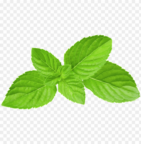 reen oil mint leaves transparent plant vector - mint leaves PNG high resolution free