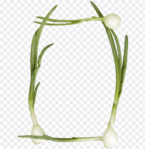reen onions font - hierochloe Clear PNG file