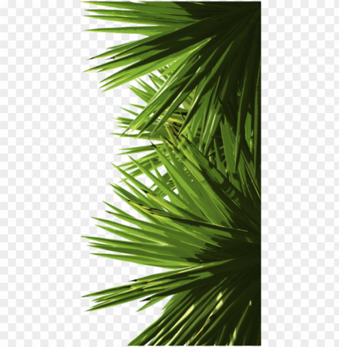 reen palm leaves green palm leaf and psd - portable network graphics Clear PNG pictures bundle