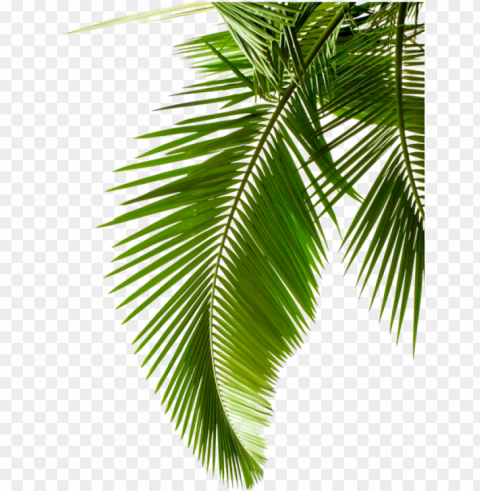 reen palm leaves - palm leaf black and white PNG images with alpha transparency bulk