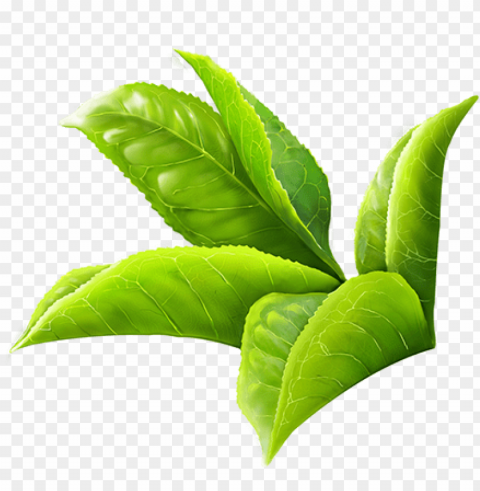 reen tea leaves clipart freeuse - green tea leaf PNG images with alpha channel selection