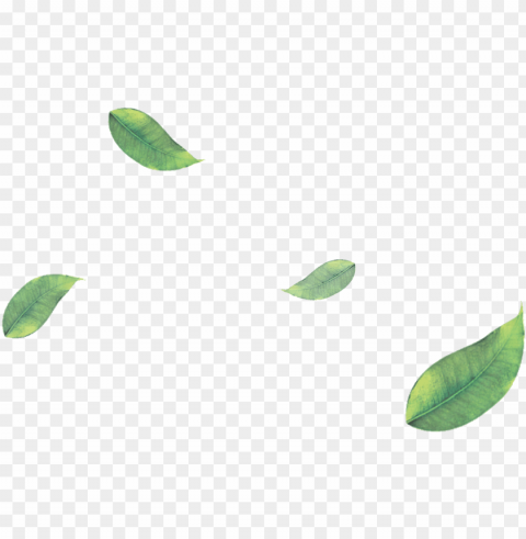 reen tea leaves image library library - floating leaves HighQuality PNG Isolated on Transparent Background
