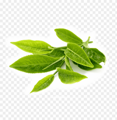 reen tea leaves transparent background High-resolution PNG images with transparency