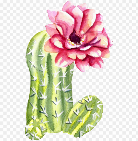 reen watercolor hand painted cactus flower transparent - cactus PNG for blog use