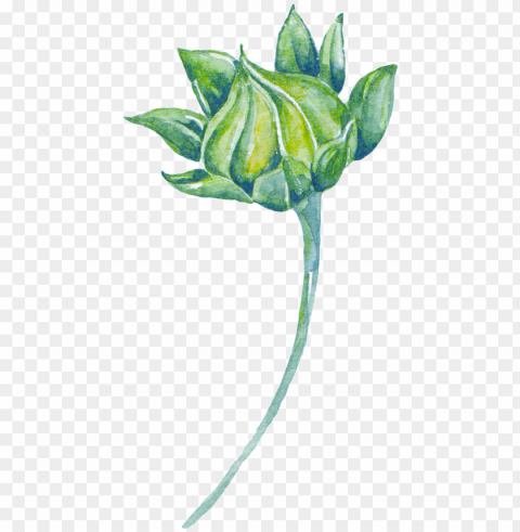 reen watercolor plant cartoon - watercolor painti Free PNG images with transparent background