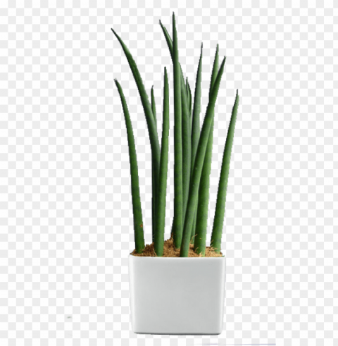 reen world builders inc - indoor plants in the philippines Transparent PNG Object Isolation