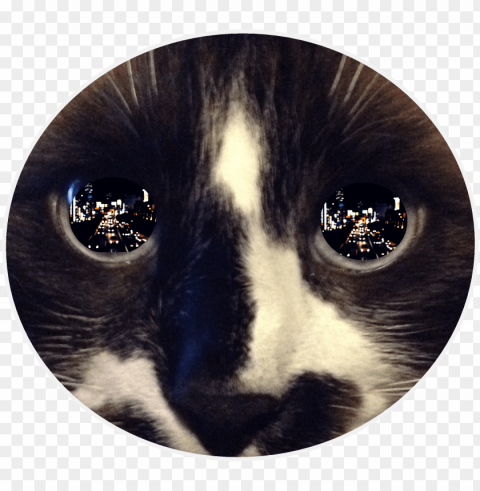 Reflection In Cats Eye Free PNG Images With Transparency Collection