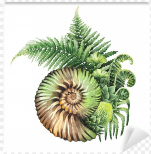 rehistoric watercolor seashell and fern branches wall - fern graphic Isolated Design Element in Transparent PNG