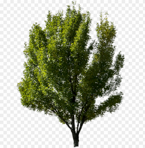 related wallpapers - tree side view PNG images with no watermark