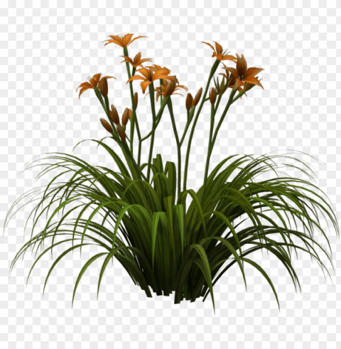rendered in poser pro 2012 please download for full - lily plant PNG images with clear alpha layer