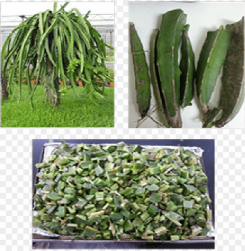 reparation steps of dragon fruit foliage - sale 500 rare cactus seeds mixed succulent tree Transparent PNG Isolated Illustration