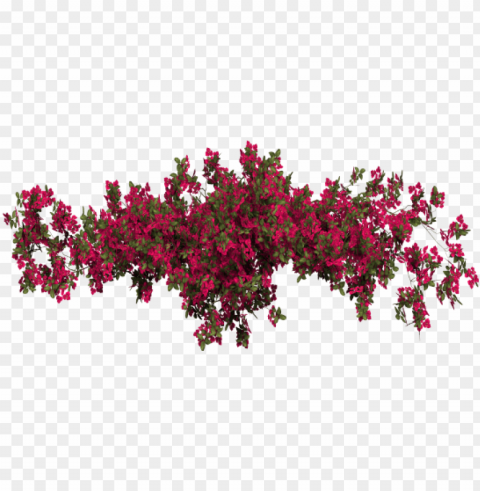 report abuse - bougainvillea transparent Clear background PNGs