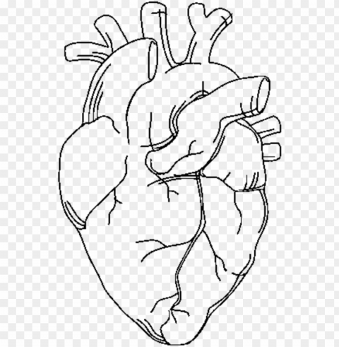 report abuse - outline of a human heart Transparent Background PNG Isolated Item