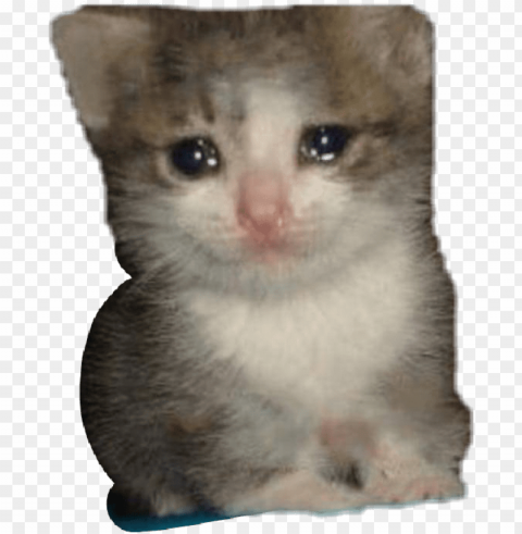 report abuse - sad cat dank memes Isolated Artwork on Clear Background PNG