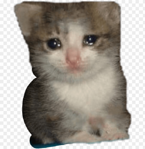 report abuse - sad cat dank memes Isolated Artwork on Clear Background PNG PNG transparent with Clear Background ID 29269afb