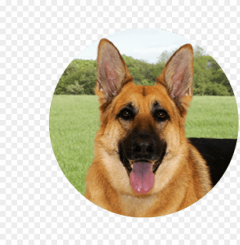 requirements - old german shepherd do PNG for mobile apps