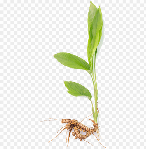 research has proven that using turmeric as a food seasoning - turmeric plant Isolated Graphic on HighResolution Transparent PNG