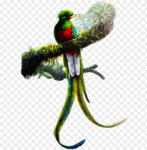 resplendent quetzal art PNG no watermark