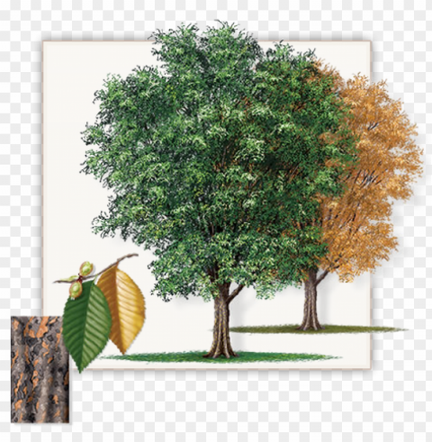 retty pictures of cedar trees lace bark elm tree dallas - lacebark elm tree Transparent Background Isolated PNG Design Element PNG transparent with Clear Background ID bc35c8e9