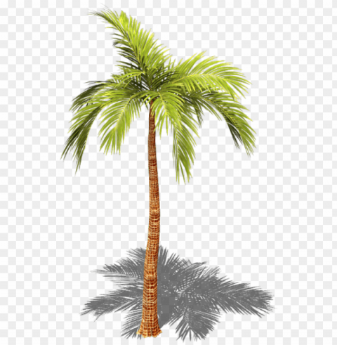 review - palm tree with shadow Transparent Background PNG Isolated Art