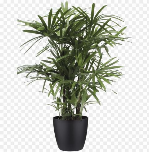 revious - next - bamboo pot plant ClearCut Background Isolated PNG Art