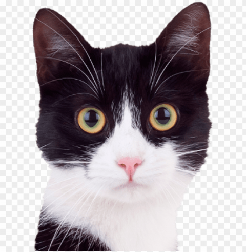 reviousnextplaystop - cute black and white cats PNG Image with Isolated Transparency PNG transparent with Clear Background ID ee2bdf1f