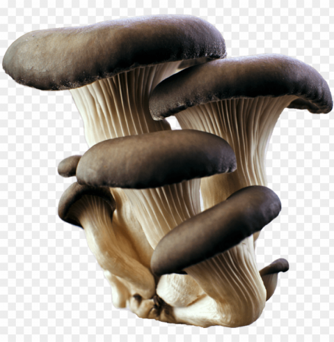 rey oyster mushroom PNG for presentations