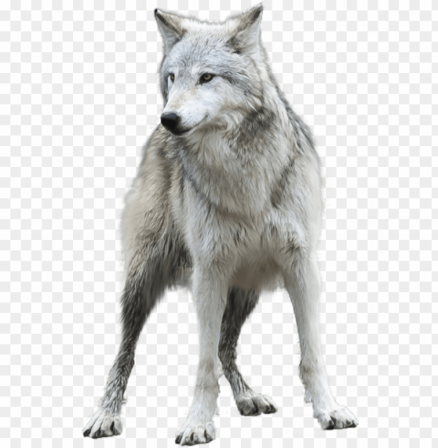rey wolf Transparent Background Isolated PNG Art