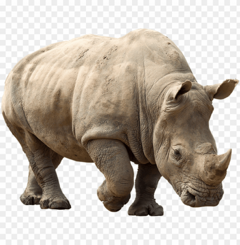 rhino clipart - rhino PNG images alpha transparency PNG transparent with Clear Background ID 8e4fe377