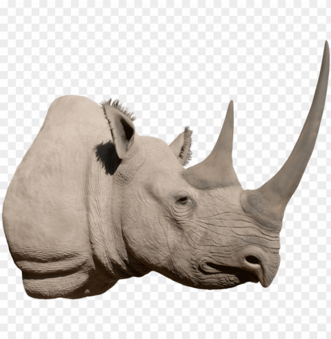 rhino image - black rhino head ClearCut Background Isolated PNG Design